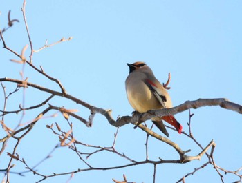 Fri, 1/12/2024 Birding report at 北八ヶ岳山麓