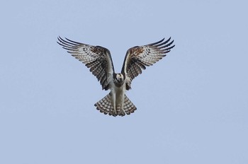 Osprey 愛知県 Wed, 1/3/2024