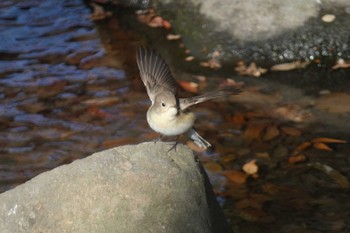 Red-breasted Flycatcher 東京都 Sun, 1/7/2024