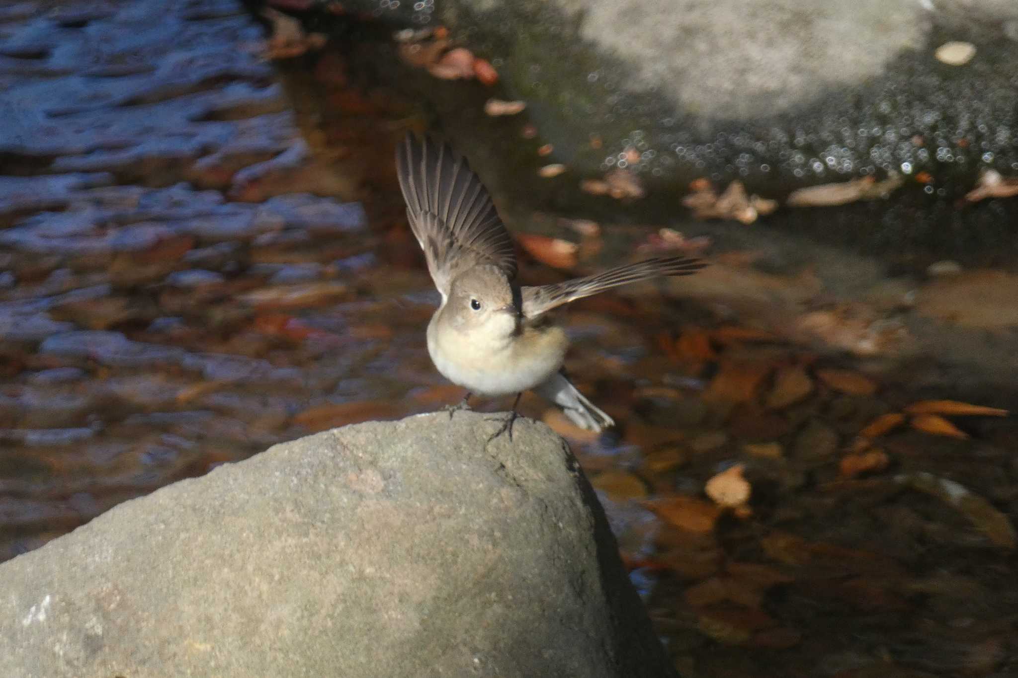 ニシオジロビタキ