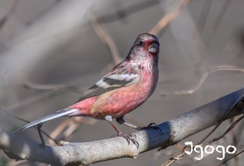 Siberian Long-tailed Rosefinch 井頭公園 Fri, 12/29/2023