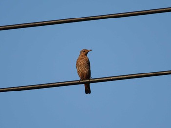 Blue Rock Thrush 三崎漁港 Sat, 12/9/2023