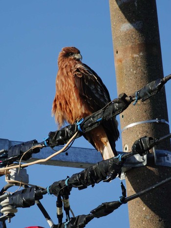 Black Kite 三崎漁港 Sat, 12/9/2023