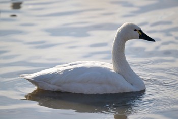 Tundra Swan(columbianus) Unknown Spots Sat, 1/6/2024