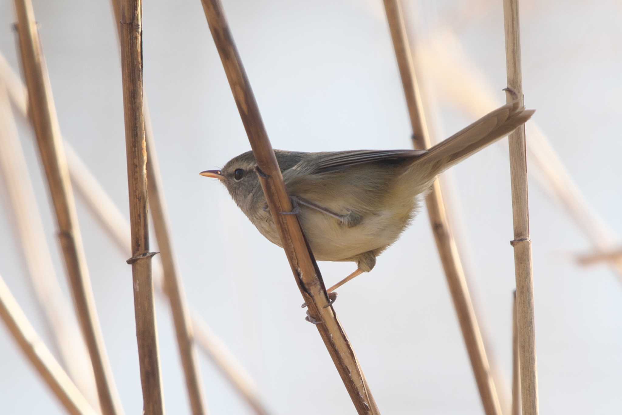 Japanese Bush Warbler