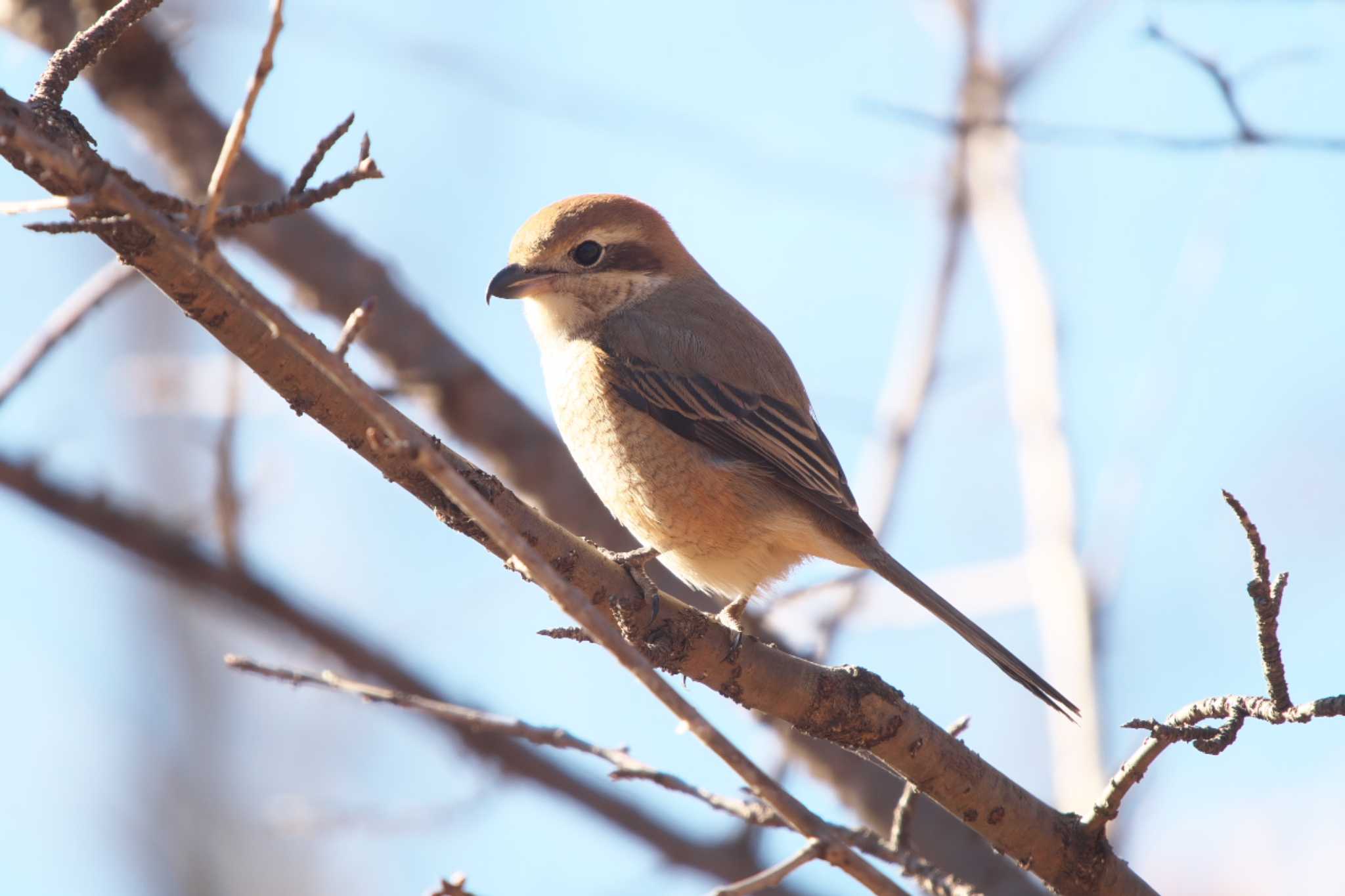 Photo of Bull-headed Shrike at まつぶし緑の丘公園 by Y. Watanabe