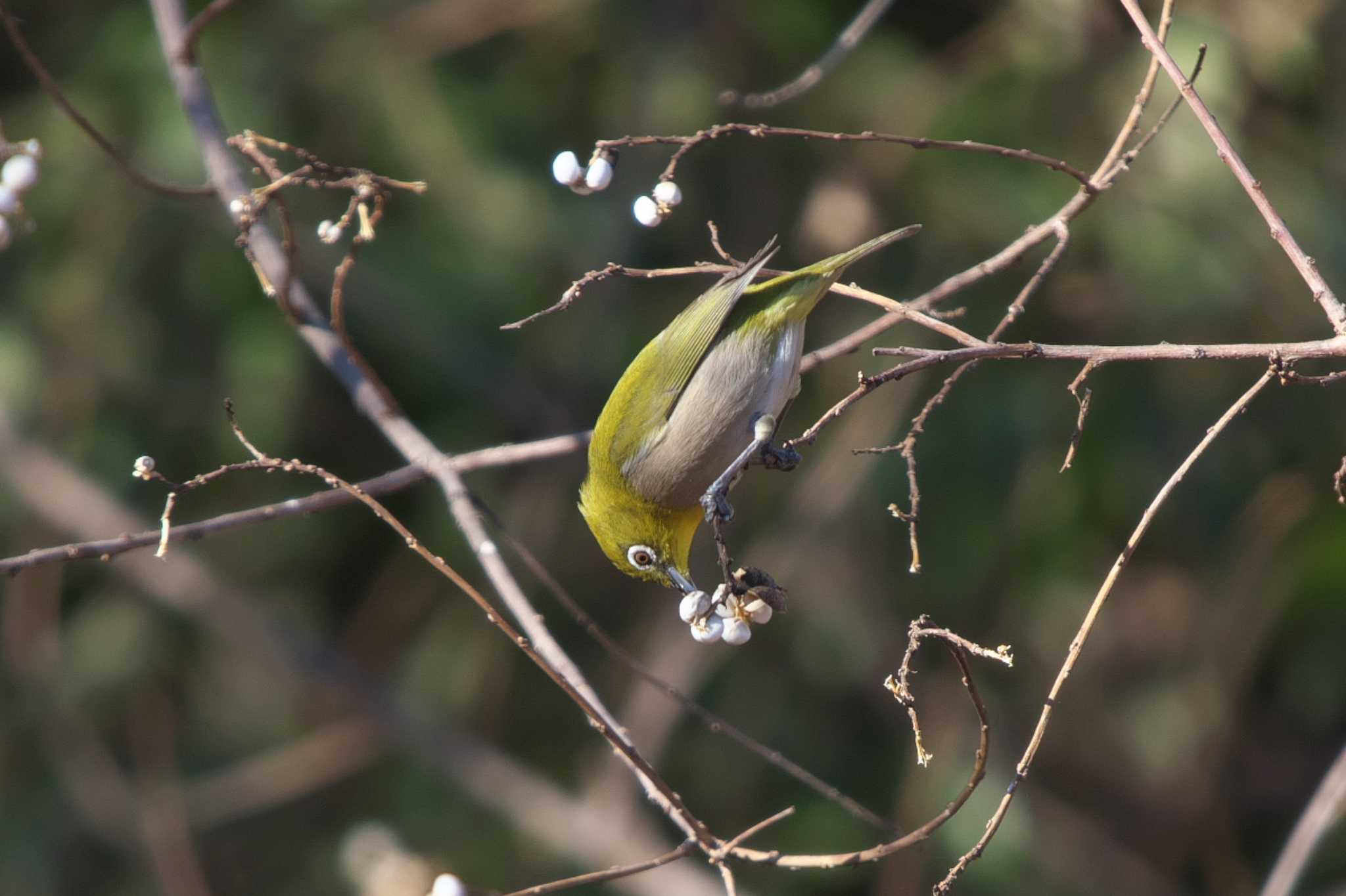 Photo of Warbling White-eye at まつぶし緑の丘公園 by Y. Watanabe