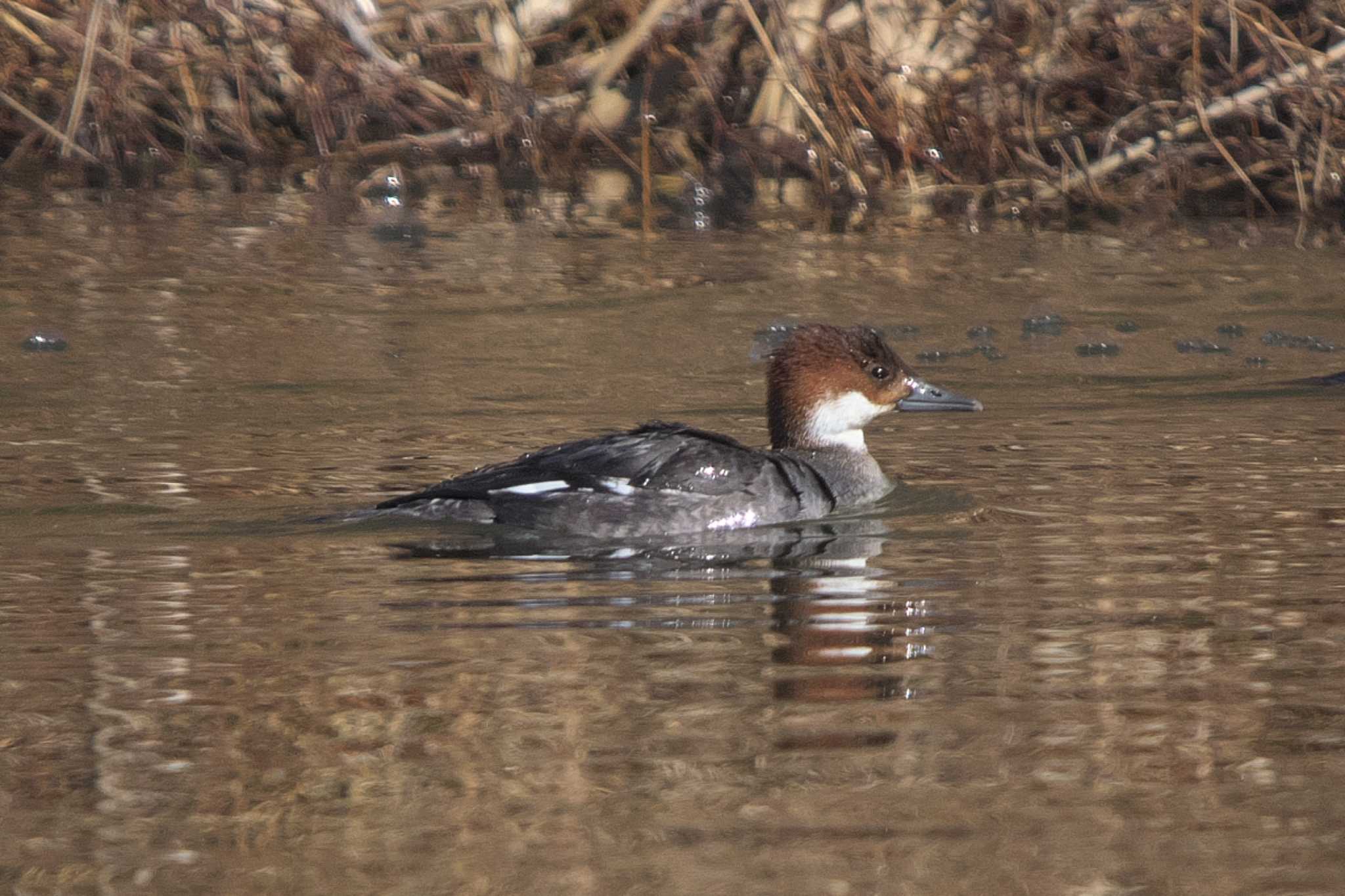 Photo of Smew at まつぶし緑の丘公園 by Y. Watanabe
