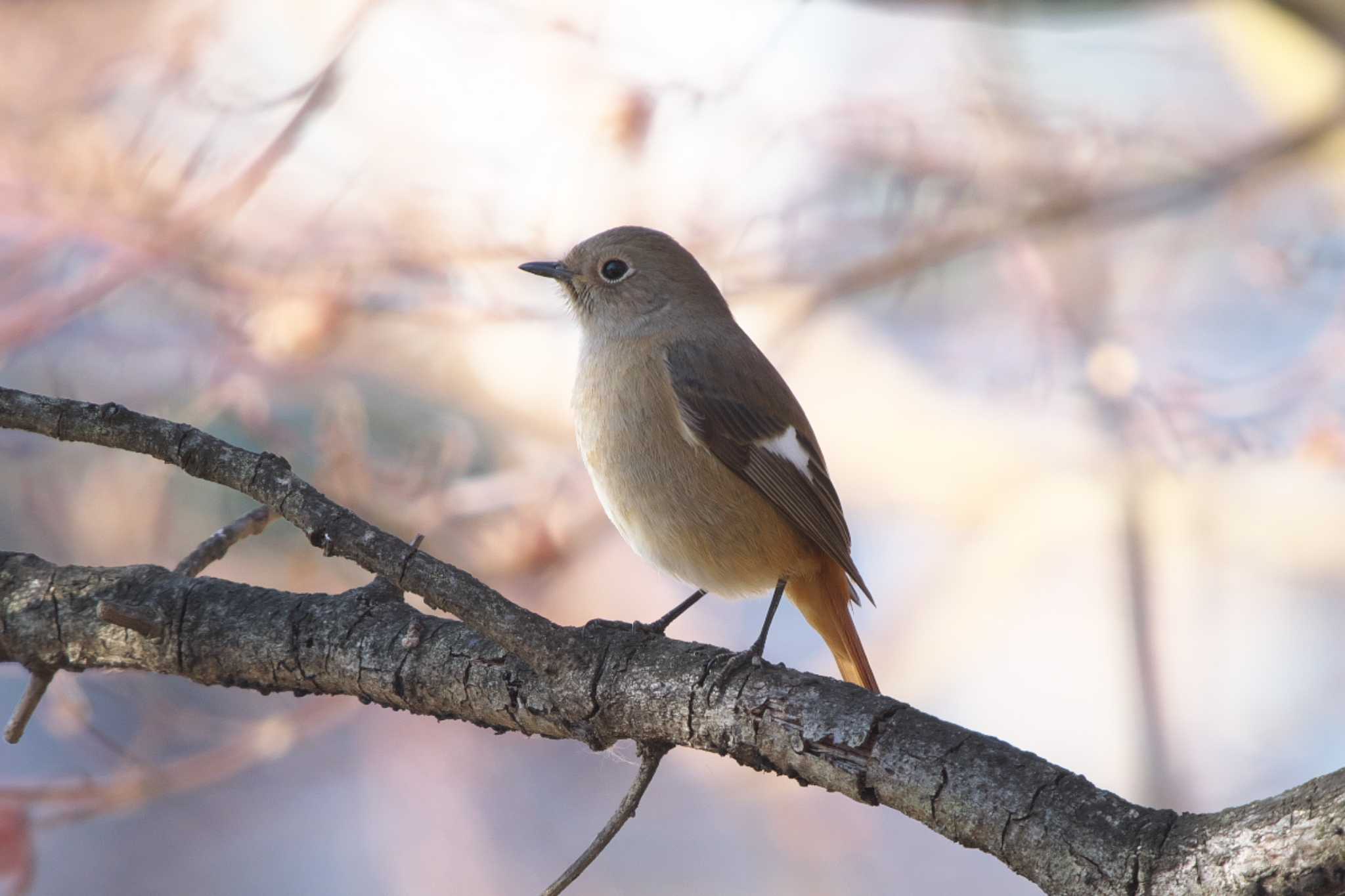 Daurian Redstart