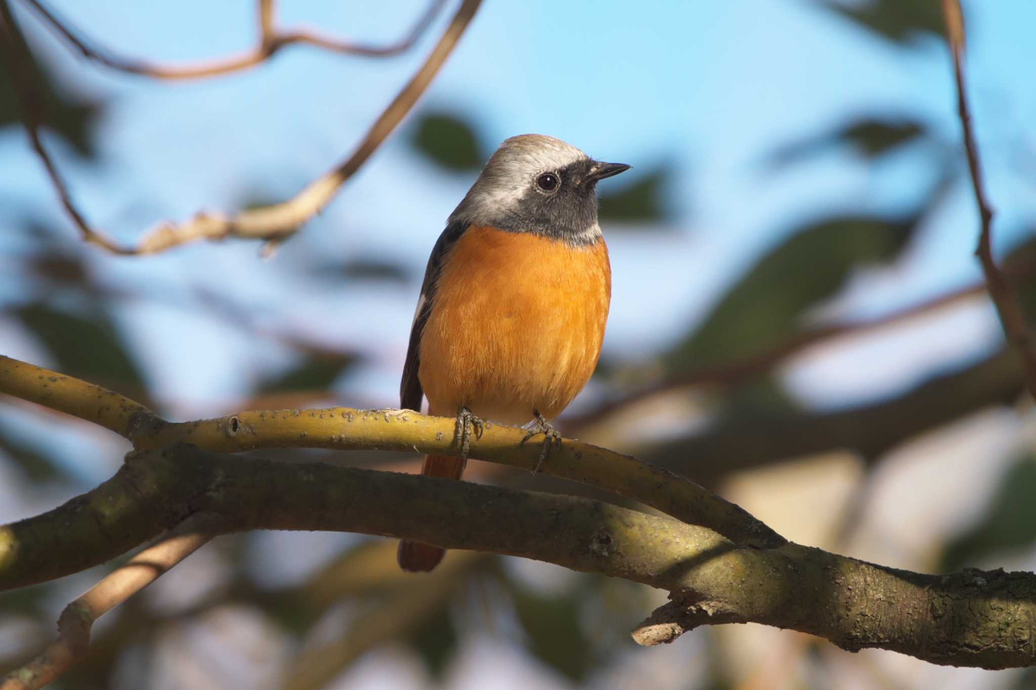 Photo of Daurian Redstart at まつぶし緑の丘公園 by Y. Watanabe