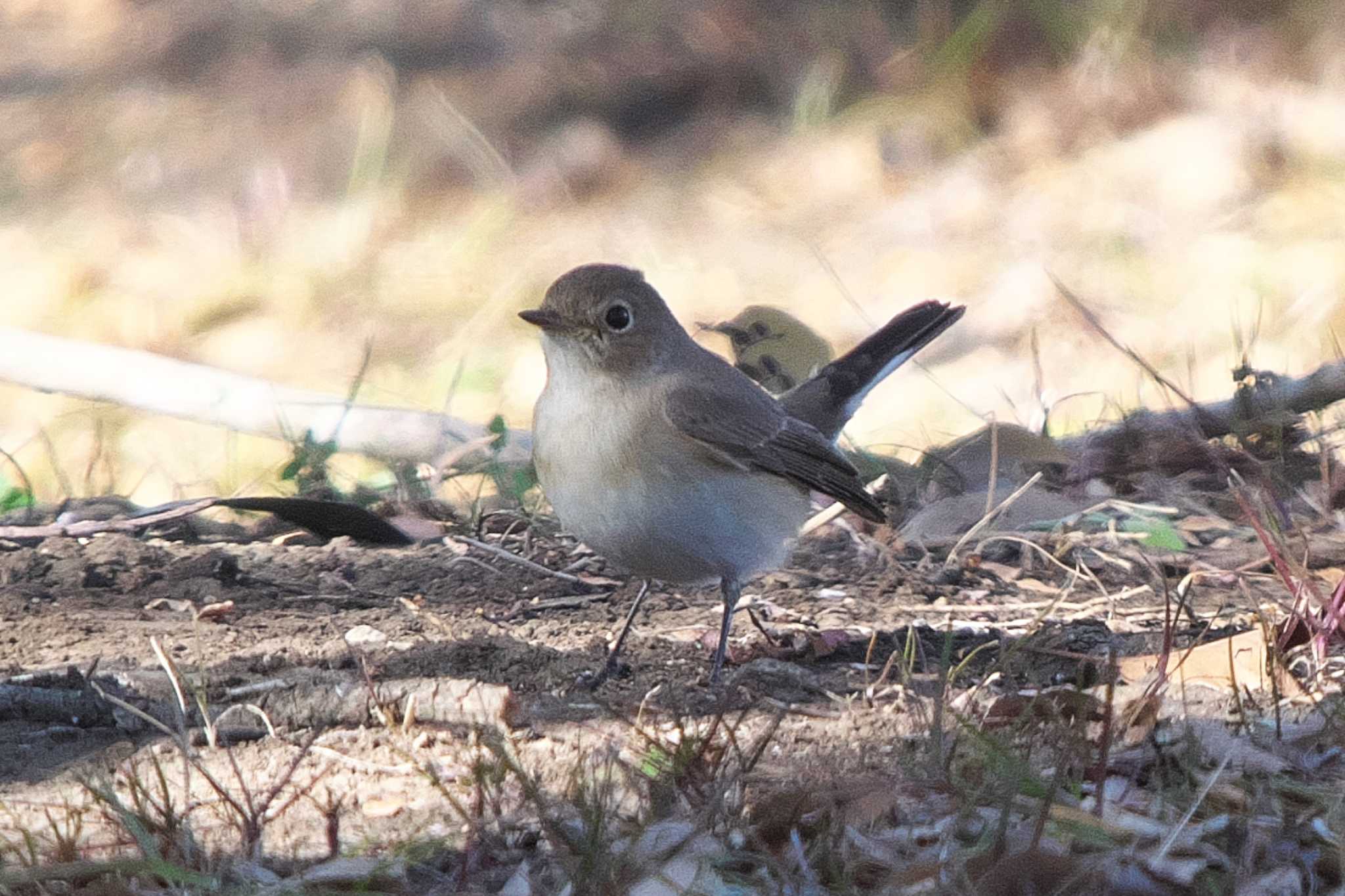 Red-breasted Flycatcher