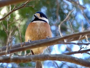 2024年1月12日(金) 舞岡公園の野鳥観察記録