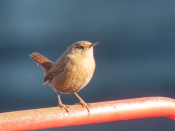 2024年1月11日(木) 志津川湾の野鳥観察記録