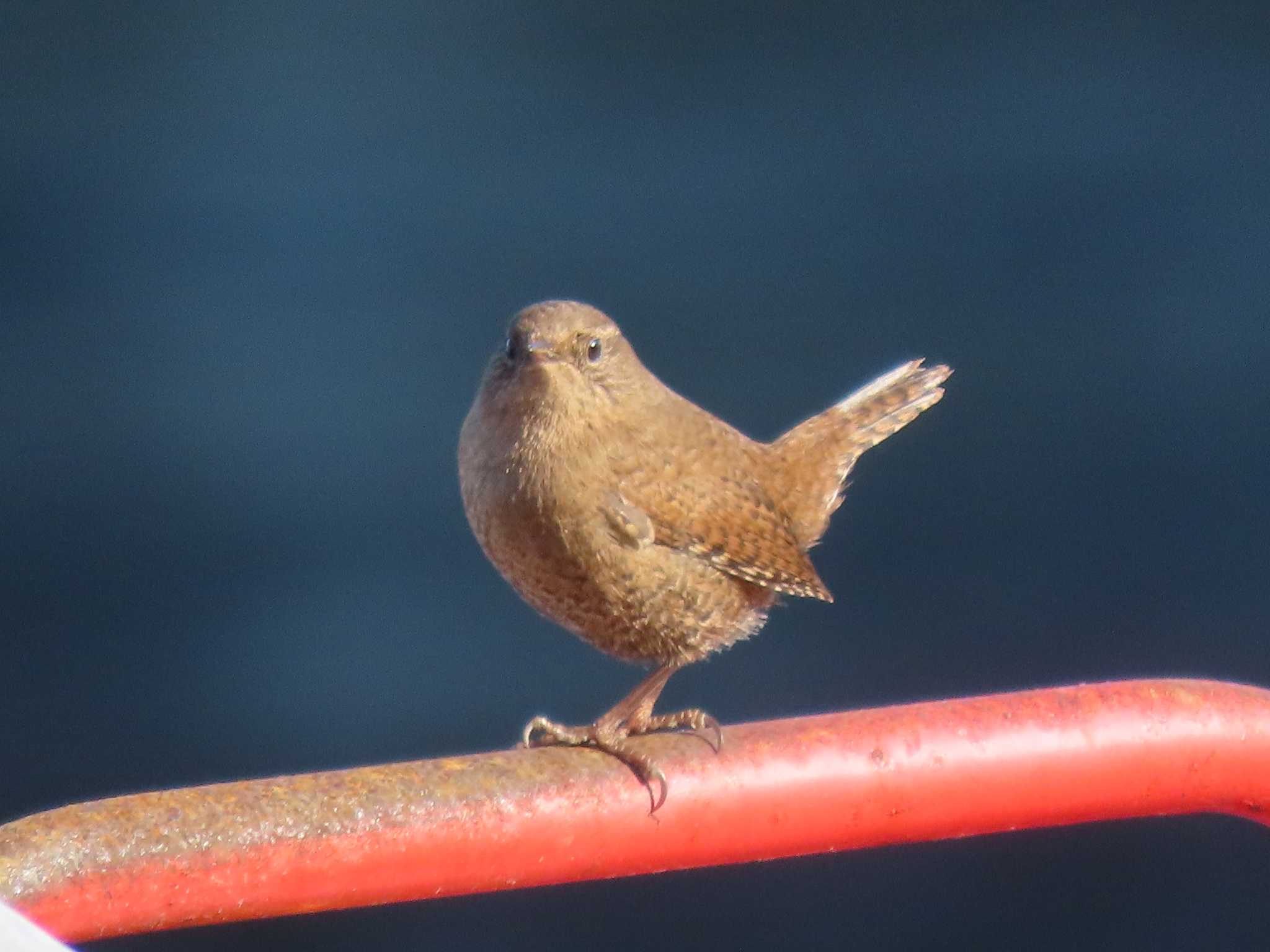 Eurasian Wren