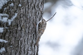 Eurasian Treecreeper 大沼公園(北海道七飯町) Fri, 1/12/2024