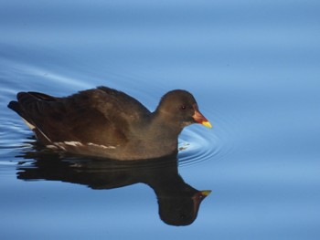 Common Moorhen 杁ヶ池公園 Thu, 1/11/2024