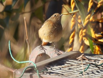 Daurian Redstart 杁ヶ池公園 Thu, 1/11/2024