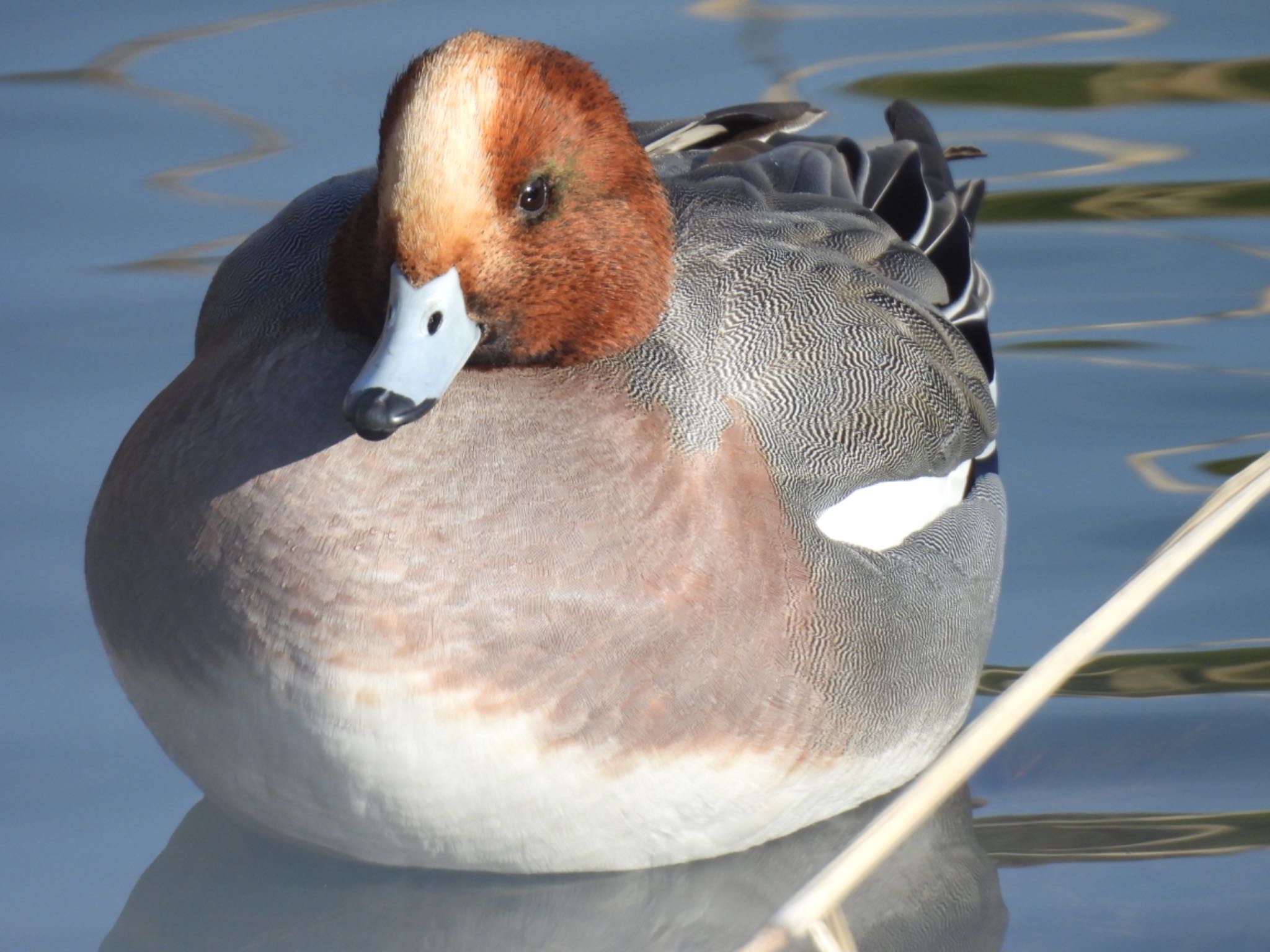 Photo of Eurasian Wigeon at 杁ヶ池公園 by ちか