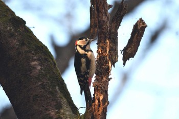 アカゲラ 井頭公園 2023年12月3日(日)