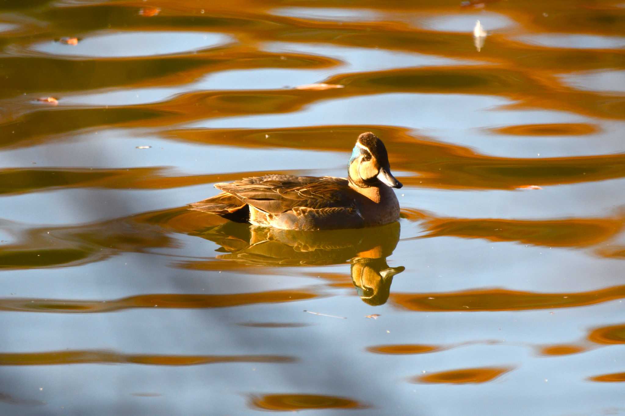 Baikal Teal