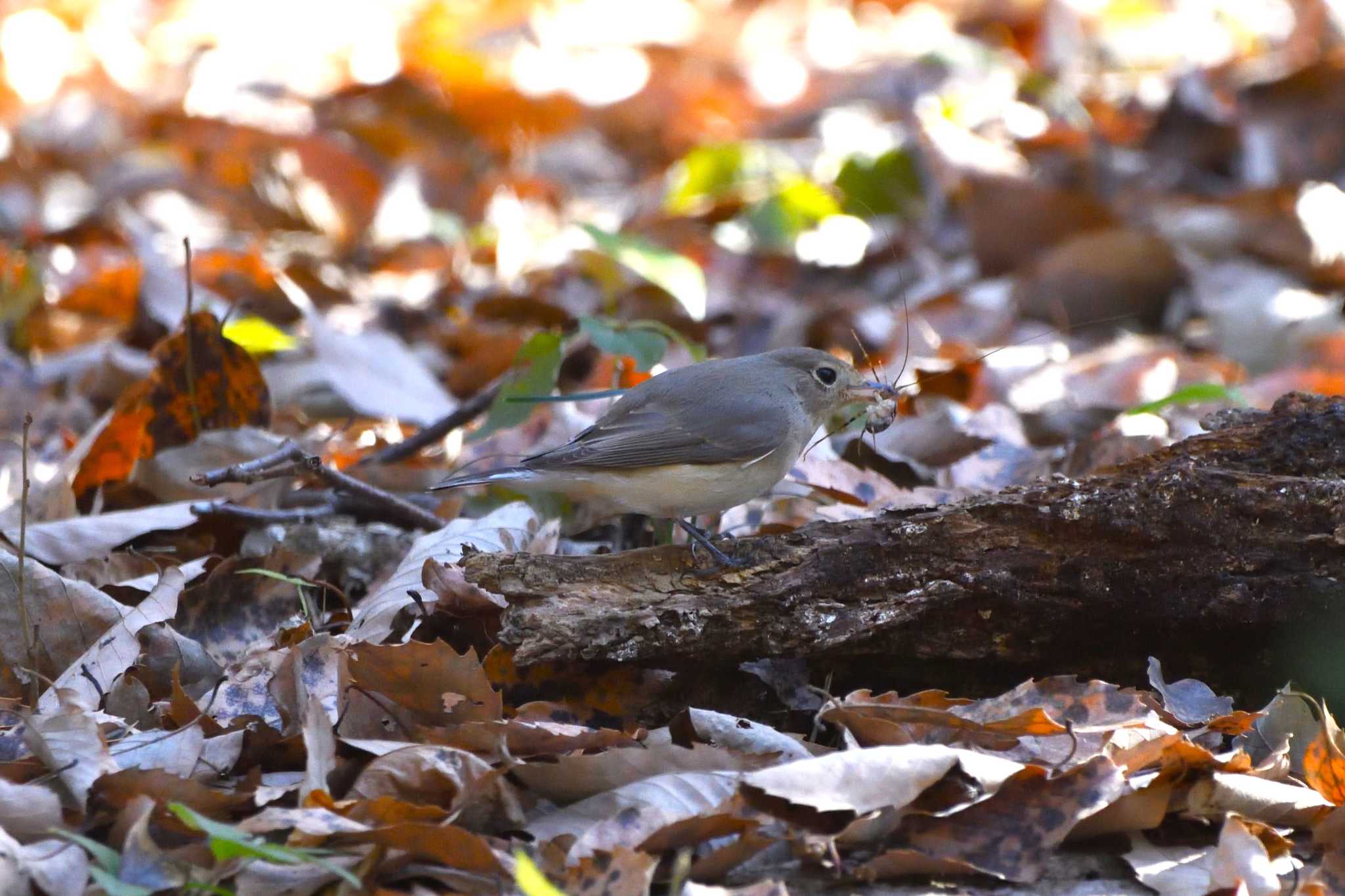 Red-breasted Flycatcher