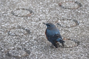 Blue Rock Thrush 金井遊水地(金井遊水池) Fri, 1/12/2024