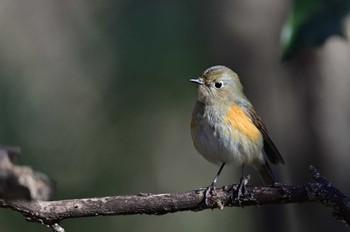 Red-flanked Bluetail さいたま市 Mon, 1/8/2024