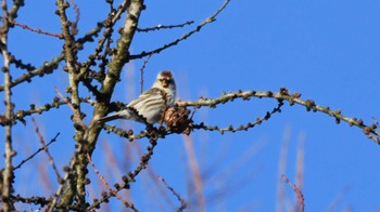 2024年1月12日(金) 南牧村の野鳥観察記録