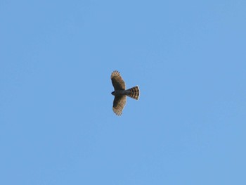 Eurasian Sparrowhawk 厚木七沢森林公園 Sun, 11/19/2023