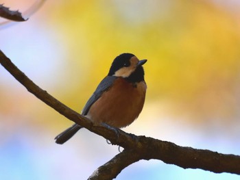 Varied Tit 厚木七沢森林公園 Sat, 12/2/2023