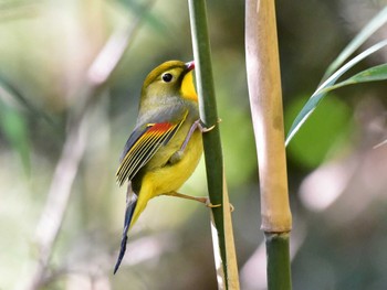 ソウシチョウ 厚木七沢森林公園 2023年12月2日(土)