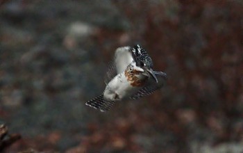 Crested Kingfisher Unknown Spots Unknown Date