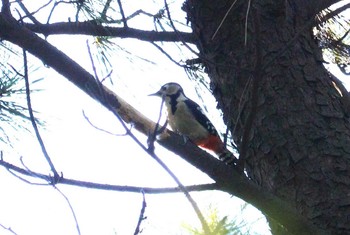 2024年1月5日(金) 日の出三番瀬沿い緑道の野鳥観察記録