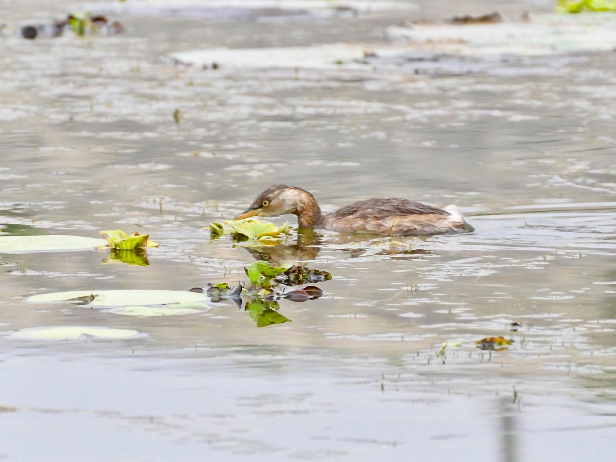 Photo of Little Grebe at Van Long Nature Reserve by クロやん