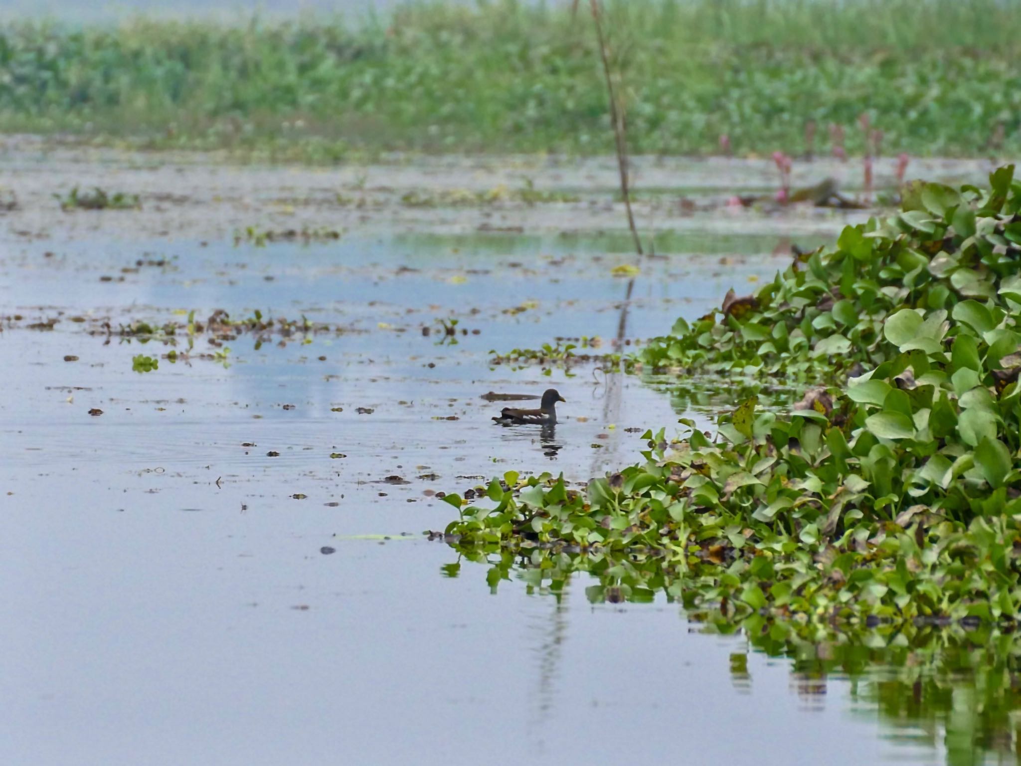 Common Moorhen