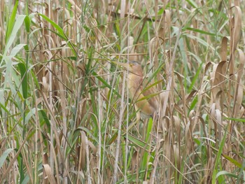 Yellow Bittern Van Long Nature Reserve Fri, 12/29/2023