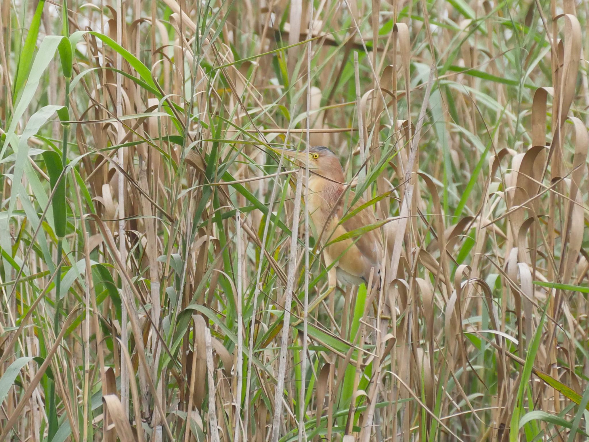 Yellow Bittern