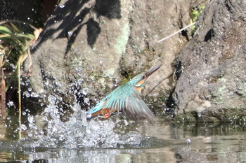 Common Kingfisher 群馬県高崎市 Mon, 11/5/2018