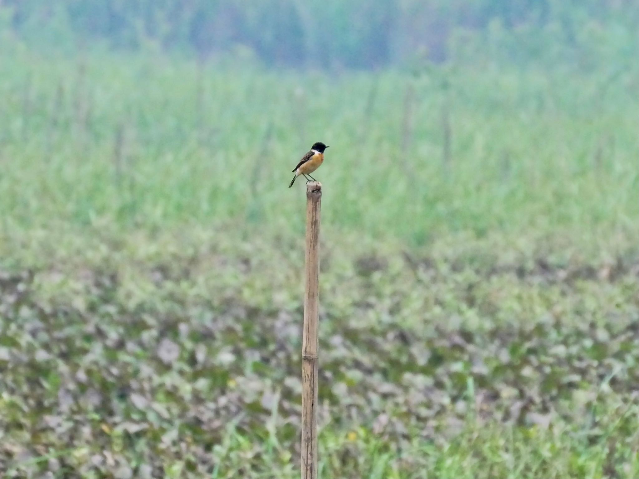 Amur Stonechat