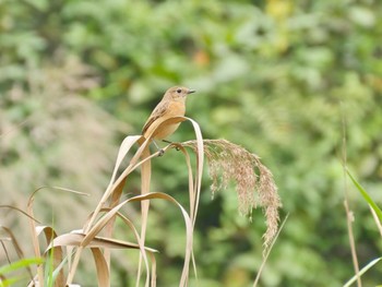 ノビタキ Van Long Nature Reserve 2023年12月29日(金)