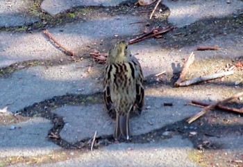 2024年1月6日(土) 東京都立桜ヶ丘公園(聖蹟桜ヶ丘)の野鳥観察記録