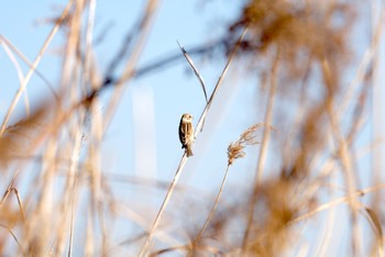 Pallas's Reed Bunting North Inba Swamp Fri, 1/12/2024