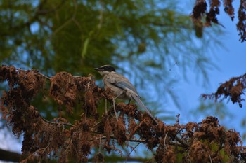 Azure-winged Magpie Mizumoto Park Tue, 9/26/2023