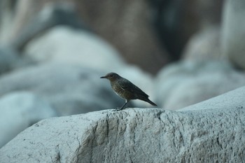 Blue Rock Thrush 城ヶ崎 Sun, 8/6/2023