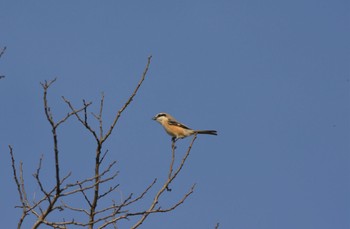 Bull-headed Shrike Teganuma Fri, 3/10/2023