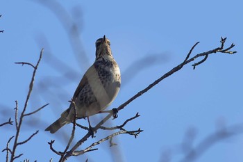 Dusky Thrush 愛知県 Sun, 1/7/2024