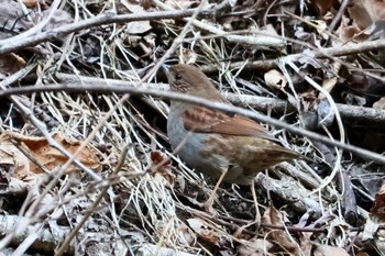 Japanese Accentor Hayatogawa Forest Road Thu, 1/4/2024