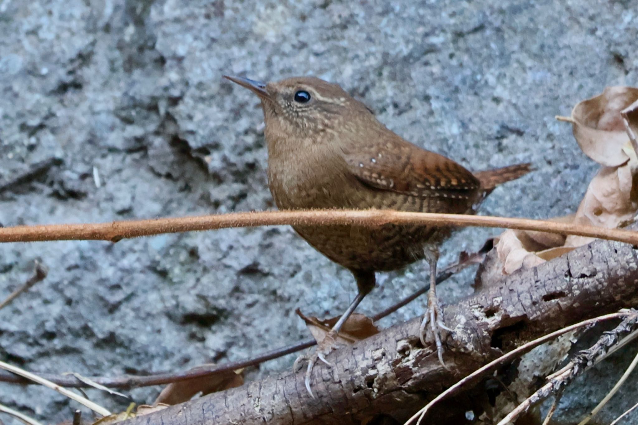 Eurasian Wren