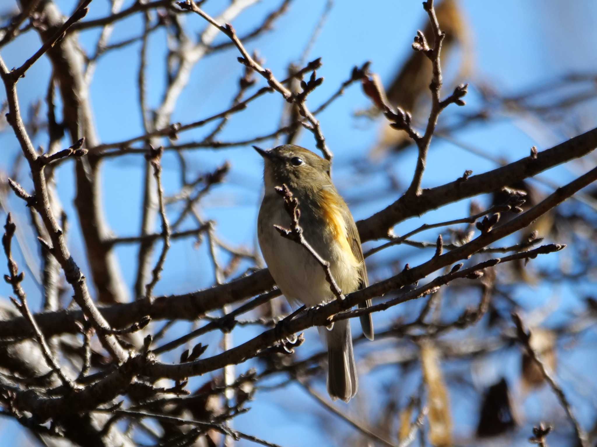 秩父 ルリビタキの写真 by little birds