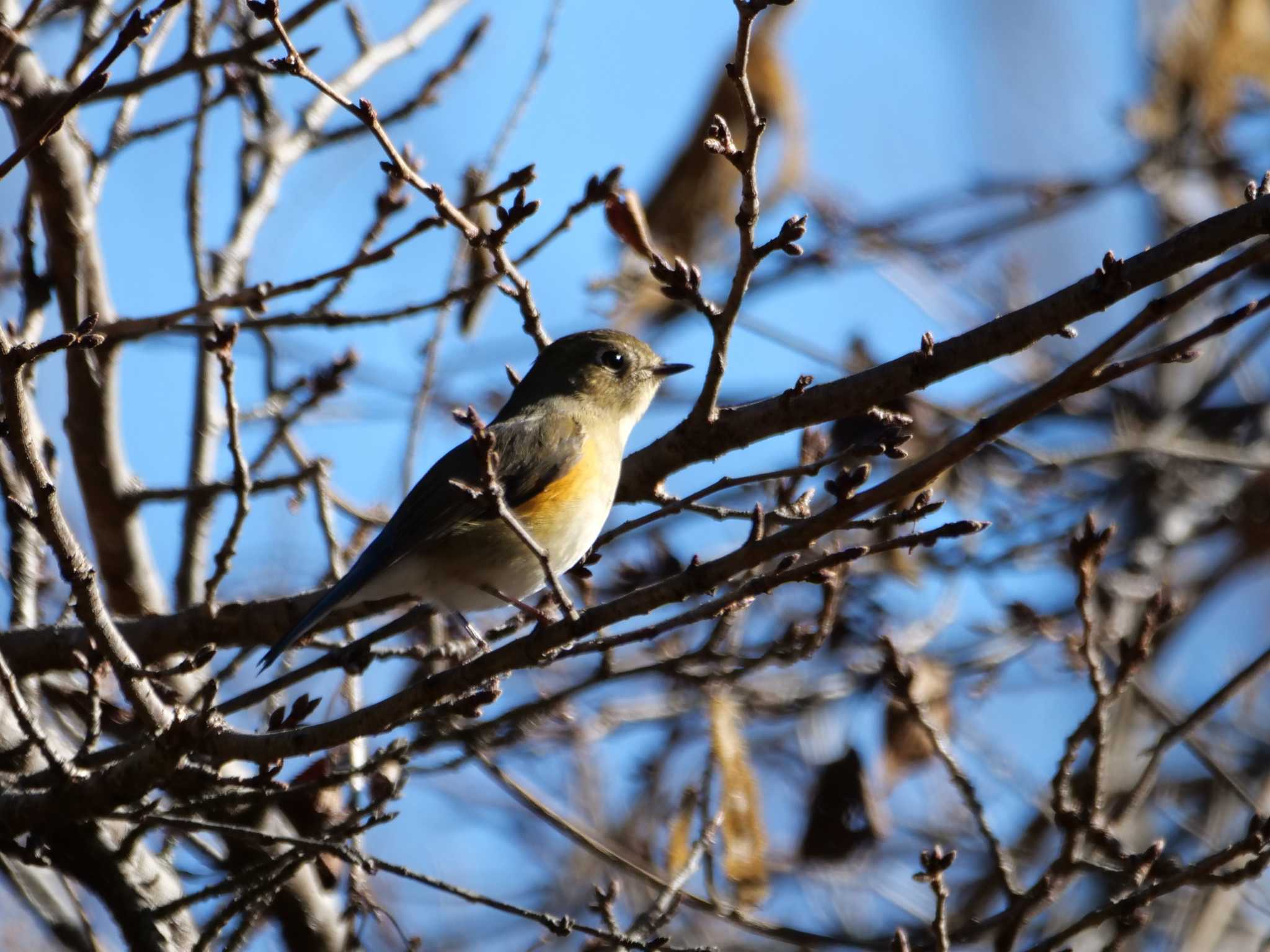 秩父 ルリビタキの写真 by little birds